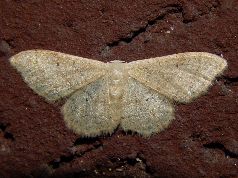 Idaea ?